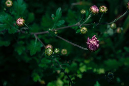 Chrysanthemum buds on a dark green background of softly blurred leaves.