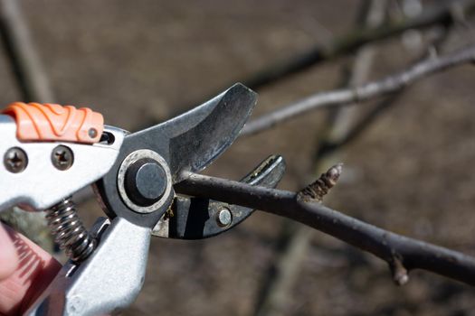 Seasonal pruning of branches on fruit trees with secateurs. Cutting branches with scissors.