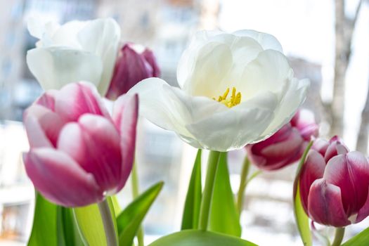 White and red tulips on the window sill. Background for a festive mood. Selective focus.