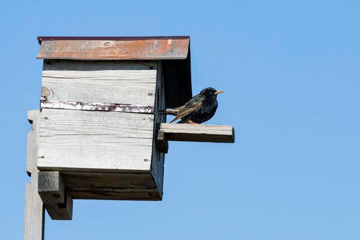 Starling sitting on a birdhouse