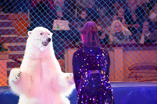 An animal trainer with a polar bear performs at the circus. Circus bear.