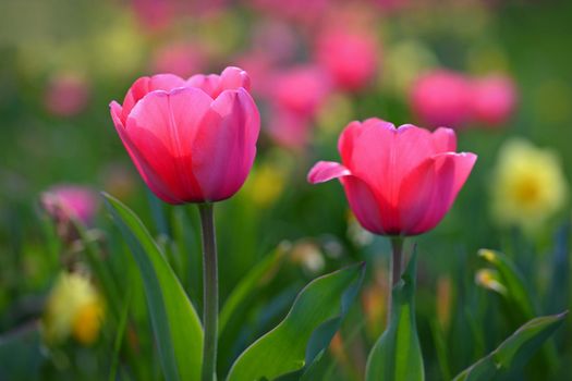 Beautiful delicate spring flowers - tulips. Pastel colors and colorful natural background. Close-up of flowers. Nature concept for spring time.