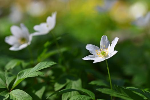 Spring white flowers in the grass Anemone (Isopyrum thalictroides)