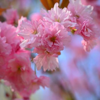 Spring time. Beautiful flowering tree. Spring in nature and colorful background. Japanese cherry - Sakura.