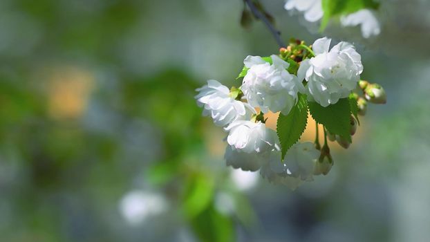 Beautiful flowering tree. Spring colorful background with flowers. Nature in spring time - nice sunny day.