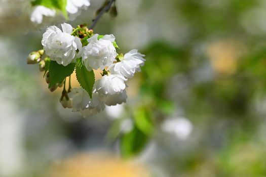 Beautiful flowering tree. Spring colorful background with flowers. Nature in spring time - nice sunny day.