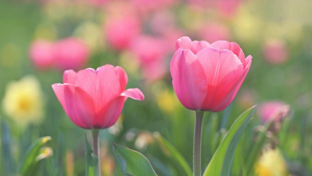 Beautiful delicate spring flowers - tulips. Pastel colors and colorful natural background. Close-up of flowers. Nature concept for spring time.