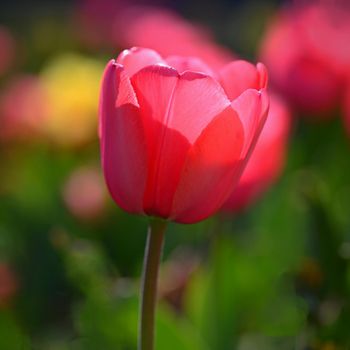 Beautiful delicate spring flowers - tulips. Pastel colors and colorful natural background. Close-up of flowers. Nature concept for spring time.