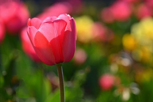 Beautiful delicate spring flowers - tulips. Pastel colors and colorful natural background. Close-up of flowers. Nature concept for spring time.