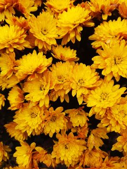 Chrysanthemum garden after autumn rain close-up.