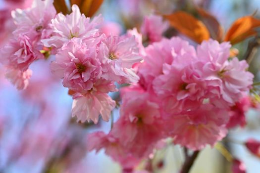 Spring time. Beautiful flowering tree. Spring in nature and colorful background. Japanese cherry - Sakura.