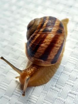 Grape snail creeps on a white background close-up.