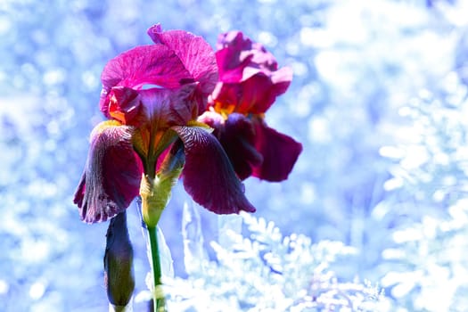 an Old World plant of the iris family, with sword-shaped leaves and spikes of brightly colored flowers, popular in gardens and as a cut flower.Purple pink gladiolus and winter ice landscape.