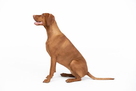 Hunting dog breed. Hungarian Shorthaired Pointers. Subject isolated from white background.