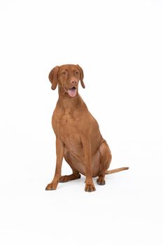 Hunting dog breed. Hungarian Shorthaired Pointers. Subject isolated from white background.