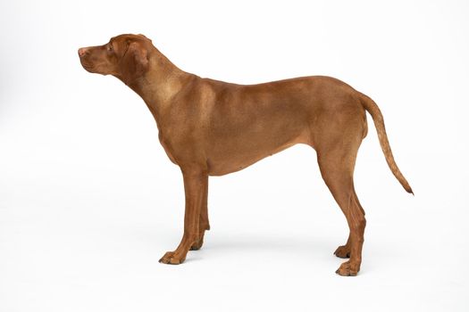 Female dog stands on white background with closed muzzle. The Hungarian shorthaired gelding is a breed used in hunting. Side view.