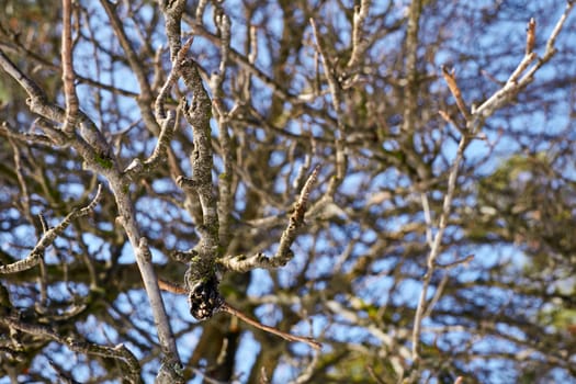 a part of a tree which grows out from the trunk or from a bough.Cold frozen branches against the blue sky.