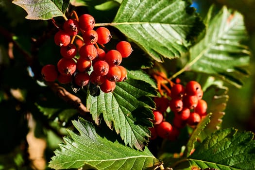 a shrub or small tree of temperate and warm regions, typically bearing flat or rounded clusters of small white flowers.