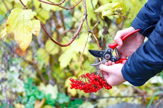 The hands of a young man are cutting off bunches of red ripe viburnum with a garden pruner against a blurred background of an autumn garden.