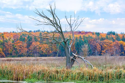 A lonely dry branchy tree among a flooded meadow against the background of an autumn forest on the horizon and a blue cloudy sky.