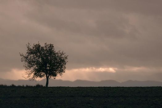 Landscape showing a lonely tree in a field in the countryside