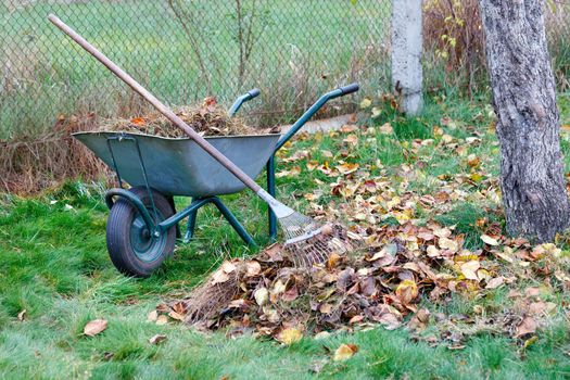 Green lawn care, fallen brown leaves in the autumn garden collected with a metal rake, garden wheelbarrow close-up, image with copy space.