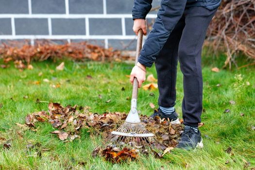 The gardener's hands take care of the green lawn, raking fallen leaves from the green grass with a metal rake in the autumn garden against the background of the house in a blurred form. Copy space, selective focus.