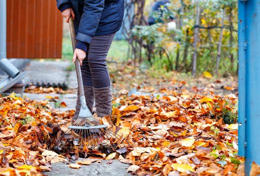 Orange, fallen cherry leaves in autumn in the autumn garden are raked with a metal rake from the path by the mistress of the house, shooting at the lowest point.