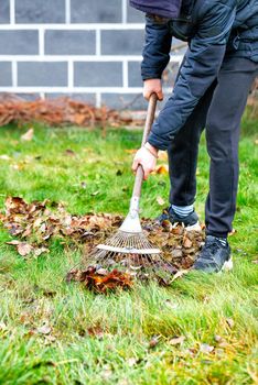 The gardener's hands take care of the green lawn, raking fallen leaves from the green grass with a metal rake in the autumn garden against the background of the house in a blurred form. Copy space, vertical image.