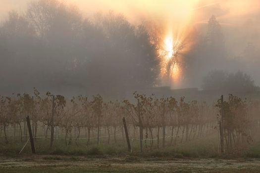 Foggy vineyard with some trees silhouette and the orange sunlight in the background in a misty morning