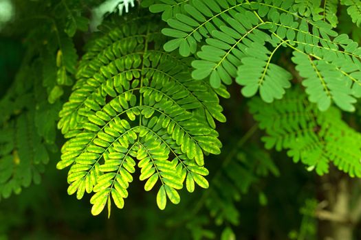 Green leaves of tropic acacia tree. Close up tropic background