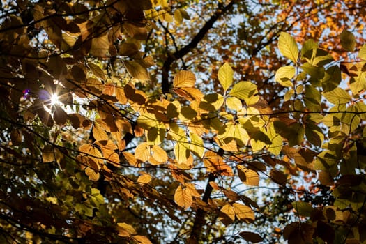 Leaves and branches of a tree covered by sun light