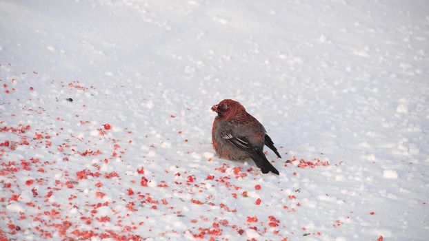 Gray bird with a red breast on the snow near rowanberry. Bullfinch in winter time.