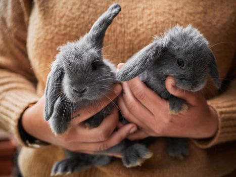 Woman holding two cute little gray rabbits in her hands, close up