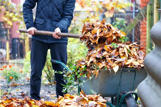 The gardener tends the garden and collects the fallen leaves to a garden wheelbarrow on a bright day. Copy space, selective focus.