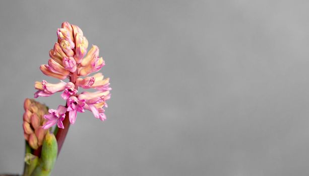Pink and orange hyacinth on grey background. Copy space. Selective focus. Banner.