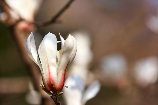 Large bud of white magnolia in early spring on a soft brown background close-up. Copy space.