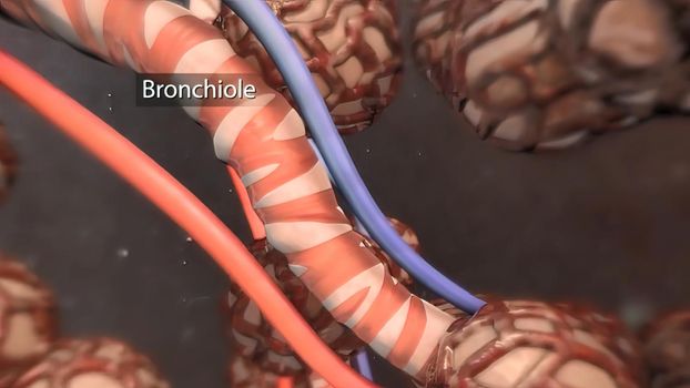 The bronchi are extensions of the windpipe that carries air to the lungs. 3D illustration