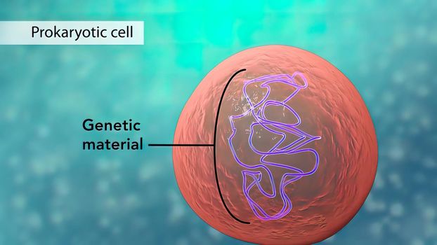 All chromosomal DNA is stored in the cell nucleus, separated from the cytoplasm by a membrane. Some eukaryotic organelles such as mitochondria also contain some DNA. 3D illustration