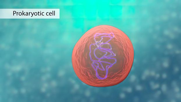 All chromosomal DNA is stored in the cell nucleus, separated from the cytoplasm by a membrane. Some eukaryotic organelles such as mitochondria also contain some DNA. 3D illustration