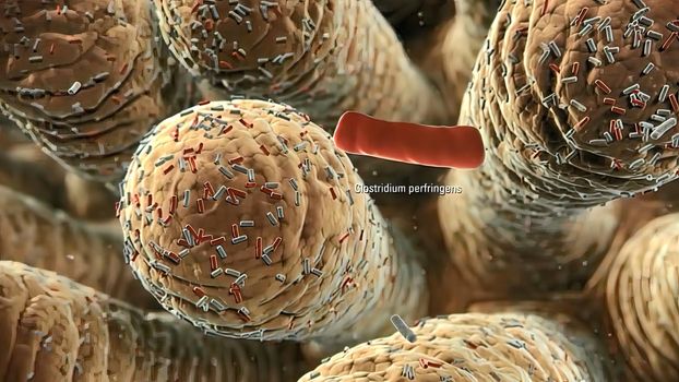 Bacteria of different shapes, rod-shaped bacteria and cocci, human microbiome, human pathogenic bacteria, 3D illustration