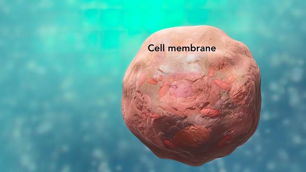 Travel inside the cell showing the mitochondria producing energy. 3D illustration