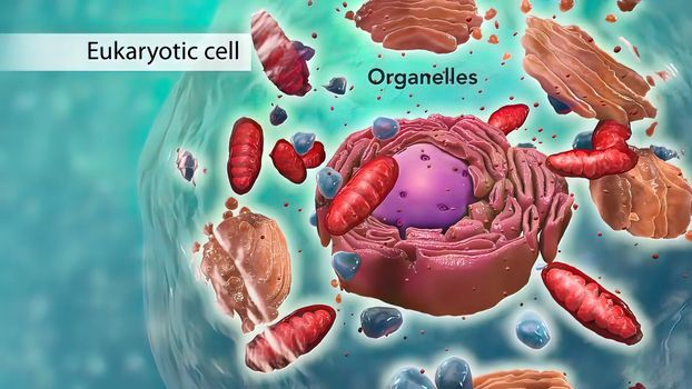 Travel inside the cell showing the mitochondria producing energy. 3D illustration
