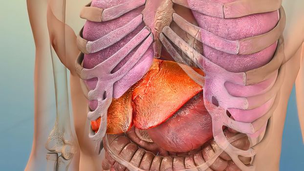 Human Internal Digestive Organ Liver Anatomy 3D illustration Concept. 3D illustration