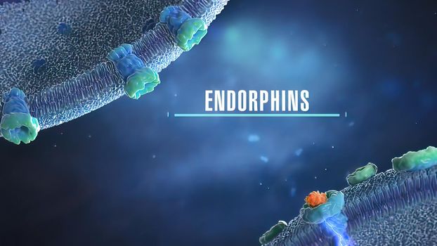 Endorphins Activate the Bodys Opiate Receptor 3D illustration