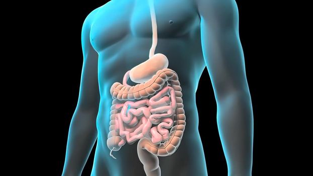 Human Digestive System Anatomy Concept. 3D illustration .