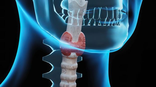 When the thyroid hormones made in the body fall, the thyroid gland cells are stimulated by the brain to make more hormones. 3D illustration