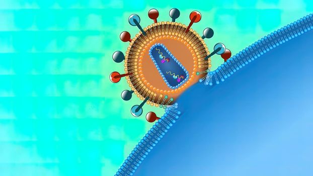 The virus attaches itself to a T-helper cell and releases HIV into the cell. 3D illustration