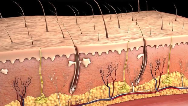 Anatomical structure of the skin 3D illustration