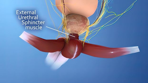 Male reproductive organ 3D illustration anatomy .